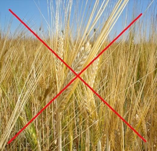 foto_gluten.jpg
